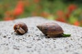 Snails on a rock Royalty Free Stock Photo