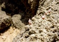 Snails with rocky formations Royalty Free Stock Photo