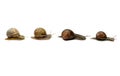 Snails in a Row Royalty Free Stock Photo