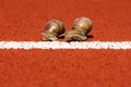 Snails run to the finish line Royalty Free Stock Photo