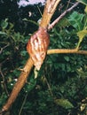 snails that are said to have been brought by the Japanese army during their occupation for food Royalty Free Stock Photo