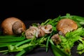 4 snails sit on champignons among green leaves on a black background