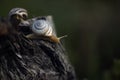 Snail on the slope. Blurred background, focus on the reptile. Background picture.