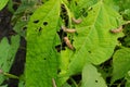 Snails, slugs or brown slugs destroy plants in the garden
