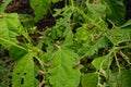 Snails, slugs or brown slugs destroy plants in the garden Royalty Free Stock Photo