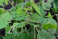 Snails, slugs or brown slugs destroy plants in the garden Royalty Free Stock Photo