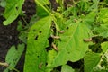 Snails, slugs or brown slugs destroy plants in the garden Royalty Free Stock Photo