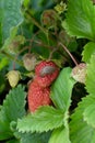 Snails, slugs or brown slugs destroy plants in the garden Royalty Free Stock Photo