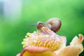 Snails, snails walk over flowers