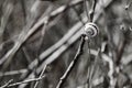 Snails in spiral shells sit on a dry stem