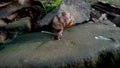 Snails that stick to the rock with protruding tentacles