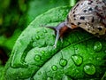 snails take shelter from the torrential rain