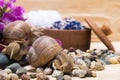 Snails and things for the spa salon, close-up Royalty Free Stock Photo