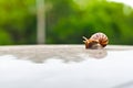 Snails Royalty Free Stock Photo