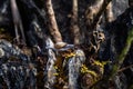 Snails in the tropical rain forest Royalty Free Stock Photo