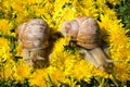 Snails Royalty Free Stock Photo