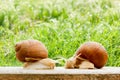Snails two big spring summer garden fresh grass Royalty Free Stock Photo