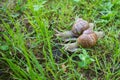 Snails Royalty Free Stock Photo