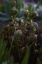 the snails of the unfolding fern Royalty Free Stock Photo