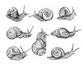 Snails vector hand drawn realistic set Royalty Free Stock Photo