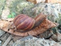 Snails walk creeping on dry leaves Royalty Free Stock Photo