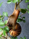 Snails walking along tree branches