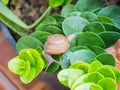 Snails walking on green leaves in the garden.