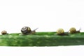 Snails walking on a leaf Royalty Free Stock Photo