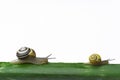 Snails walking on a leaf