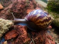 snails walking
