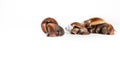 snails on white background Royalty Free Stock Photo