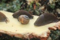 Snails on wood