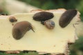 Snails on wood