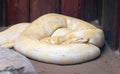 Snake Albino piton rests Royalty Free Stock Photo