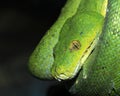 Snake amazon green snake and tree snake jungle reptile Royalty Free Stock Photo