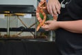 Snake animal hands corn snake color animal