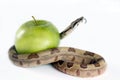 Snake and apple .