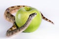 Snake and apple