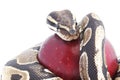 Snake and Apple