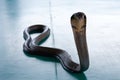 The snake in the aquarium. A predator living in captivity Royalty Free Stock Photo