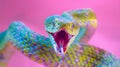 snake attack Royalty Free Stock Photo
