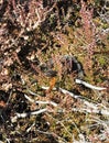 Snake in Aukstumalos swamp , Lithuania