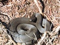 Snake in Aukstumalos swamp , Lithuania