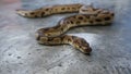 Snake Ball python morp Fire Female Royalty Free Stock Photo