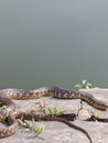 Snake basking on the bank of a pond Royalty Free Stock Photo