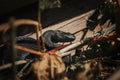 snake is basking in the sun Royalty Free Stock Photo