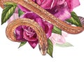 Snake with beautiful garden roses. Compositions of red and pink roses, watercolor illustration. Printing use t-shirt.