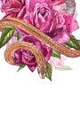 Snake with beautiful garden roses. Compositions of red and pink roses, watercolor illustration. Printing use t-shirt.