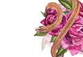 Snake with beautiful garden roses. Compositions of red and pink roses, watercolor illustration. Printing use t-shirt.