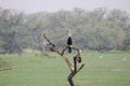 Snake Bird at the Bharatpur National Park